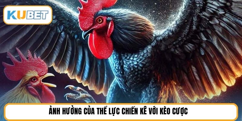 Ảnh hưởng của thể lực chiến kê với kèo cược